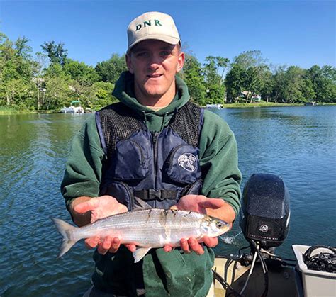 cisco fish|DNR: Fish & Wildlife: Cisco .